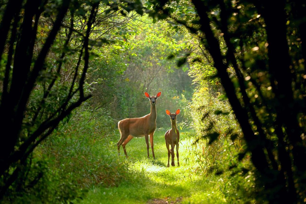 Vakantiepark Fort den Haak Vrouwenpolder Bagian luar foto